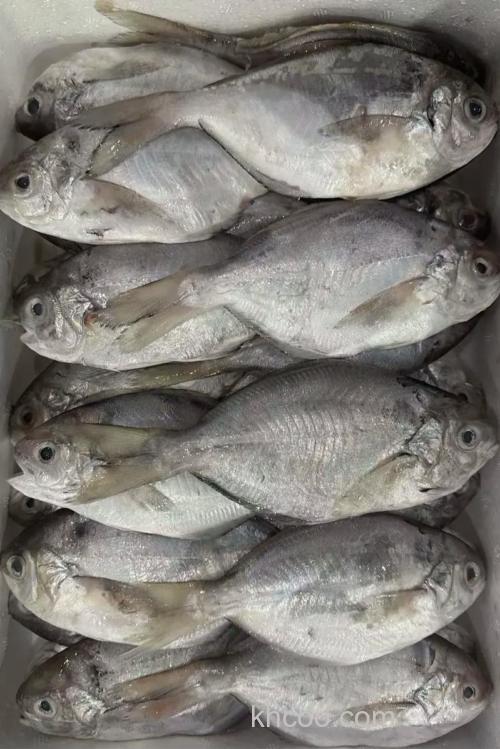 猪肉能钓什么海鱼？