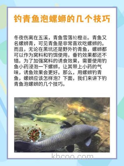 如何在浅水区域使用螺蛳钓青鱼