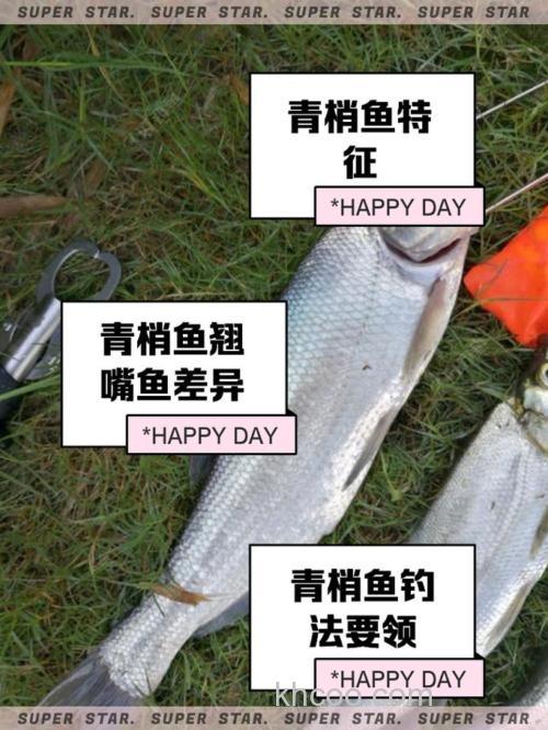 自然水域中适合垂钓青鱼的五类钓点特征