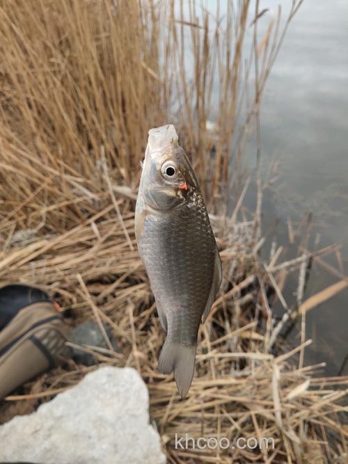 为啥我们一同三人在同一个地方钓鱼，有一个一连掉了很多，而我和其中一个人我们两个连鱼吻都不吻一下勾了