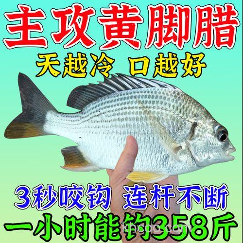 请教一下钓黄脚腊饵料？