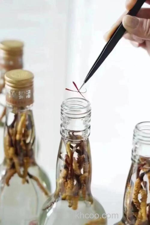 曲酒和高粱酒哪个更适合泡鱼饵？