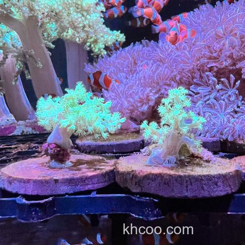 麦穗珊瑚需要喂食吗？