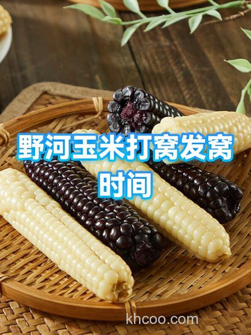 嫩玉米打窝多久能发窝,玉米打窝用生得好还是熟的好