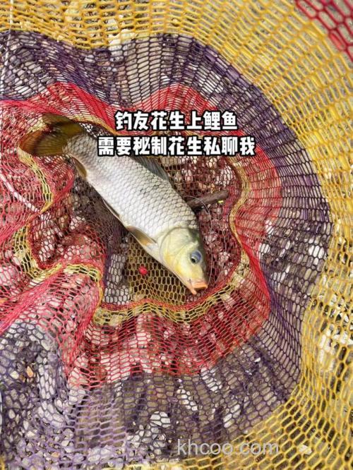 生花生钓鲤鱼方法？