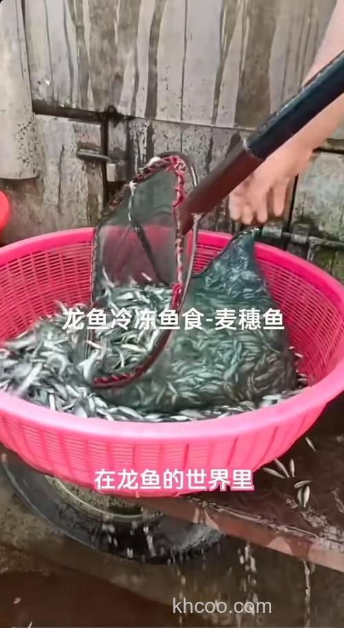 丁鱼和麦穗鱼哪个给龙鱼吃比较好？