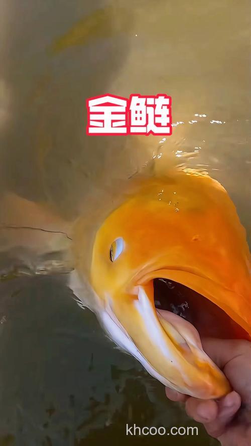 一味鲢鳙和金版鲢鳙哪个好？
