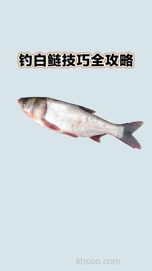 冬天如何钓白鲢