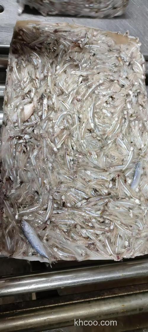 钓鱼小白鱼用什么食？