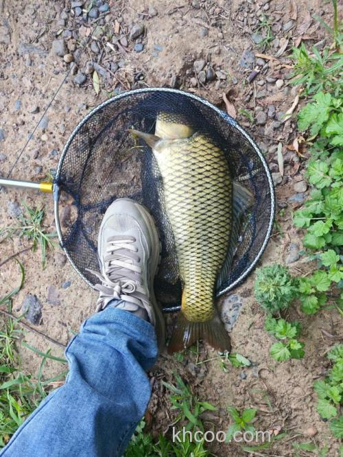 鲤鱼喜欢吃什么 野钓