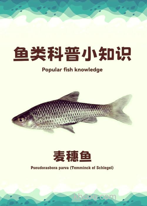 麦穗鱼和鲤鱼区别？