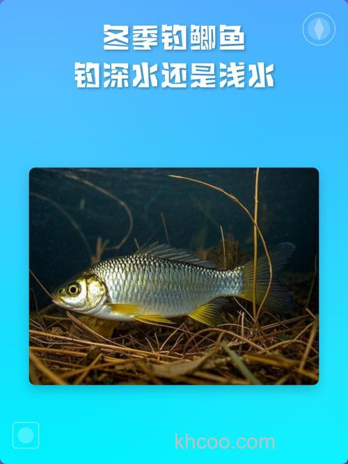 冬季夜钓鲫鱼钓深水还是浅水