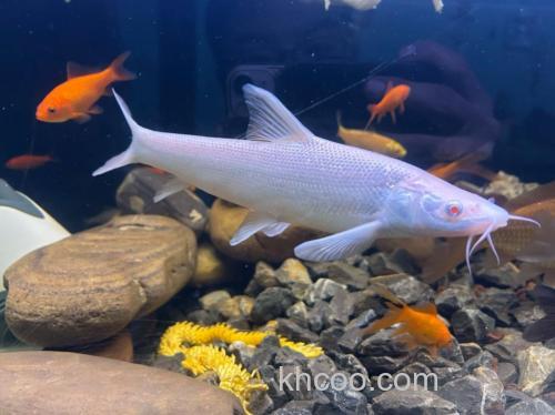 白色的头和尾都有吸盘在鲤鱼鳃边吸着是什么