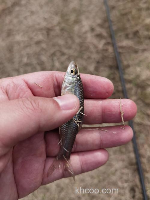 红麦子钓什么鱼？