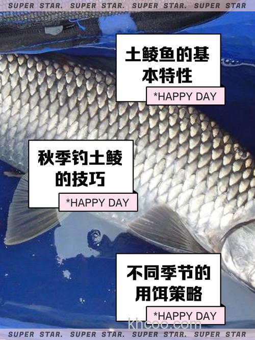 猪肉能钓淡水鱼吗鱼？