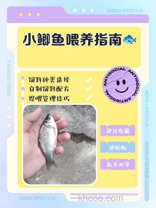 小池塘养鲫鱼的方法？