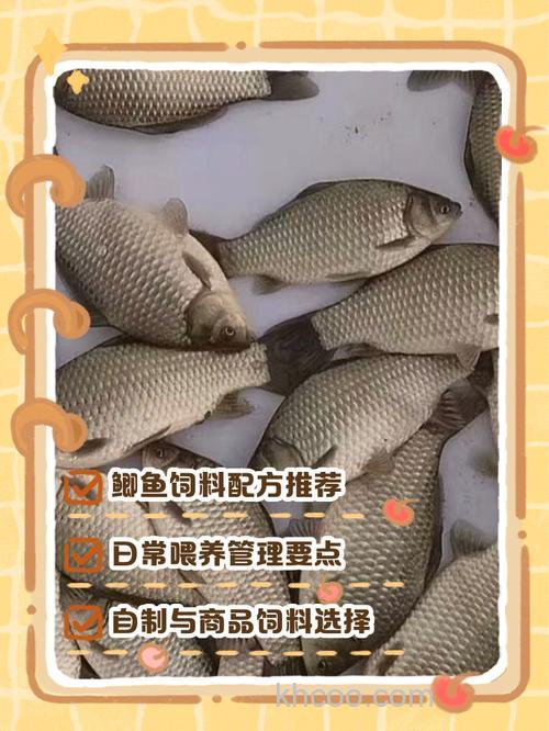 商品饵可以喂鱼缸里的鱼吗？