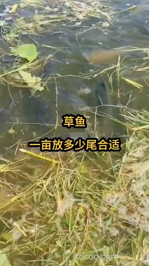 1亩水塘可以放多少尾草鱼寸片？