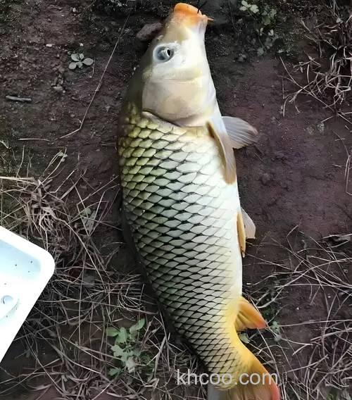 河水是浑的可以用包谷钓鲤鱼吗?