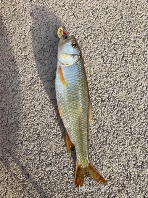 蒙阴钓马口什么地方好？