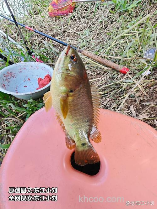 红鬼一号钓什么鱼？