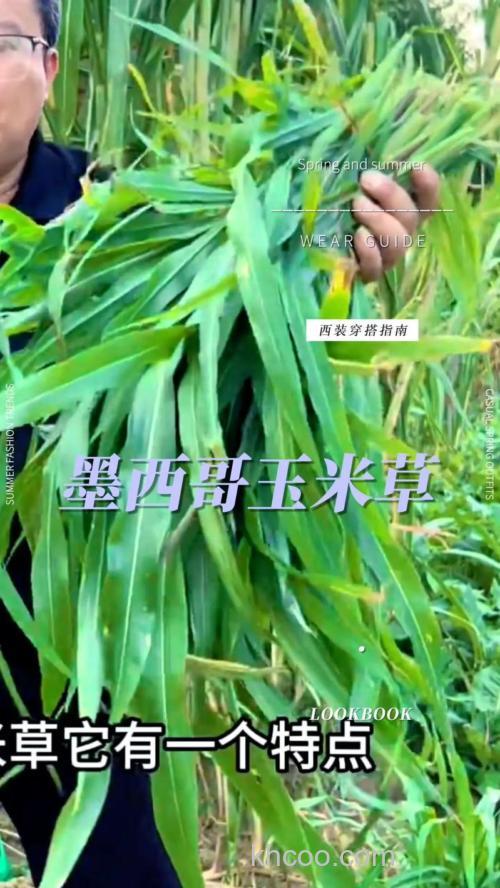 种植什么牧草喂草鱼比较好？