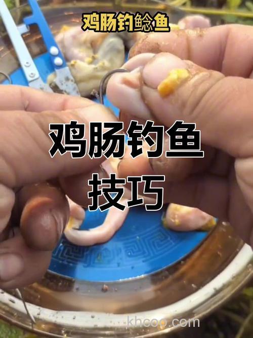鱼肠能钓什么鱼？