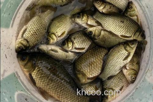 野坑夜钓草鱼、鲤鱼，什么鱼饵打窝最好？