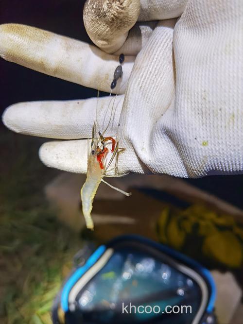 夏天晚上用小虾钓鲤鱼可以吗？