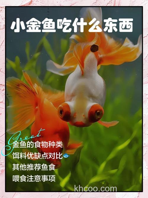 自制喂养金鱼的鱼食有哪几种？