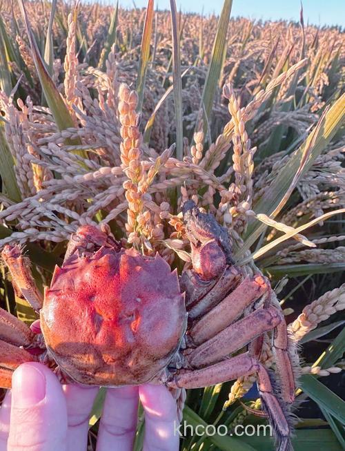 高粱和小麦喂河蟹哪个好？