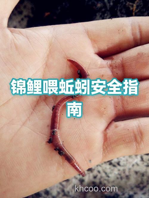 鲤鱼为什么会吃蚯蚓？