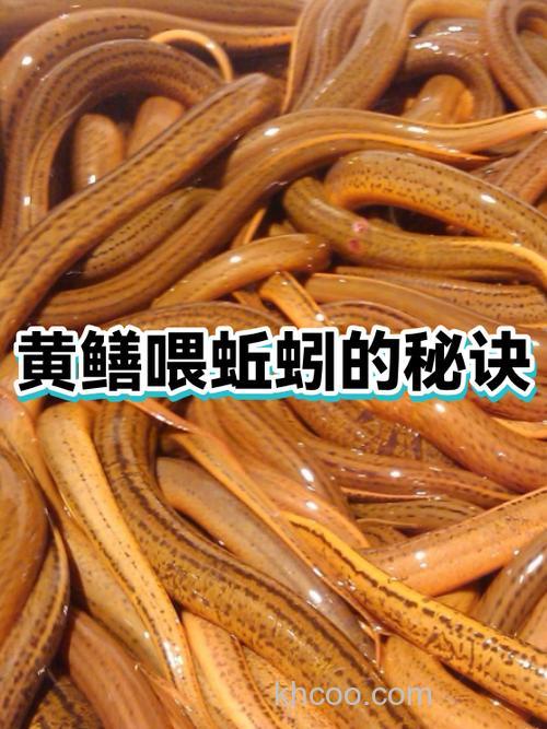 蚯蚓养黄鳝绝密配方？