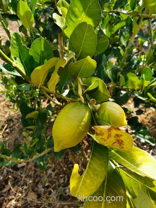 柠檬汁钓鱼饵做法？