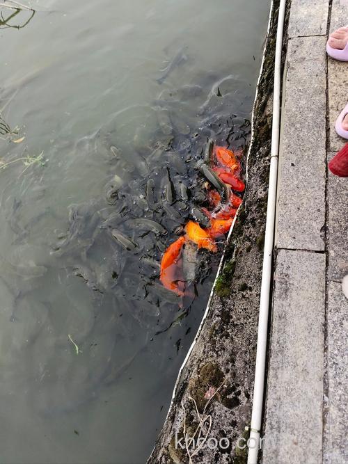 养殖魚塘可以用碎米喂鱼吗？