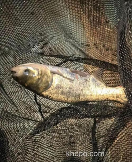 钓花鲢鱼夜钓还是白天钓？