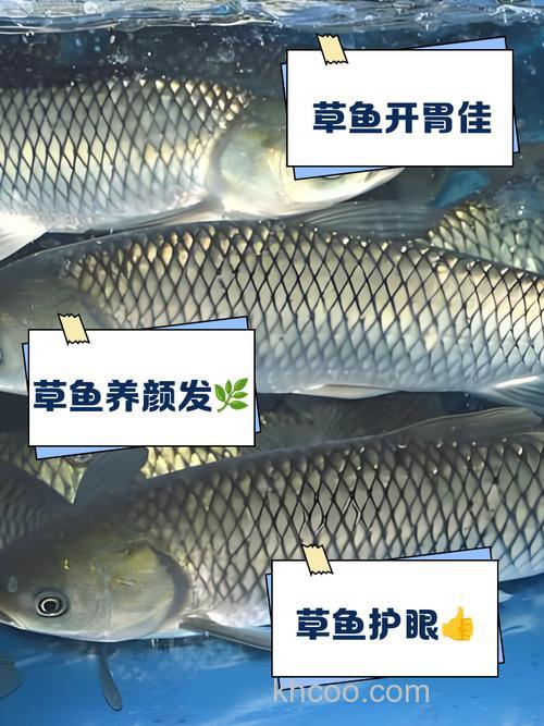 草鱼吃葡萄还是提子？