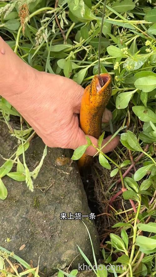 鱼塘钓鳝鱼的最佳方法？