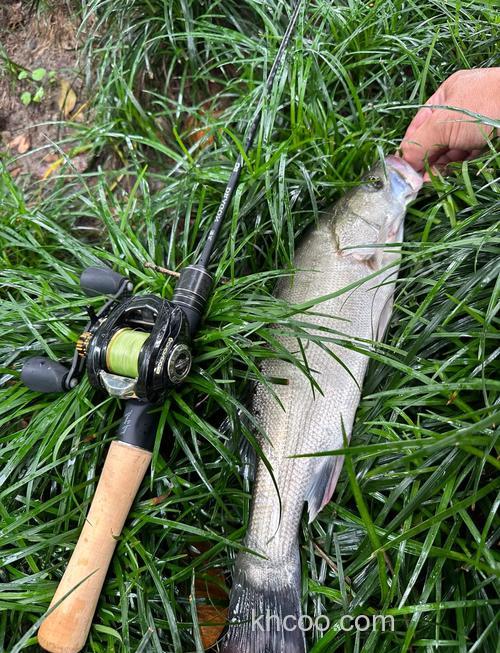 台钓野生鲈鱼有啥技巧？掌握这些方法，提高上鱼率不是梦