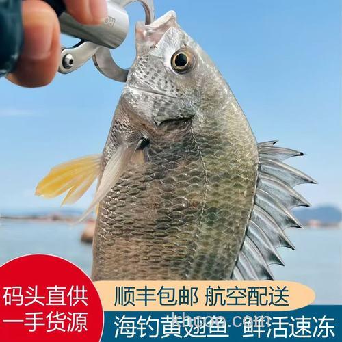 猪肉可以钓黄翅鲷吗？