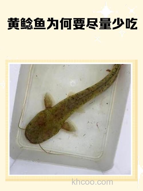 黄鲶怎么钓? 用猪肉可以吗？