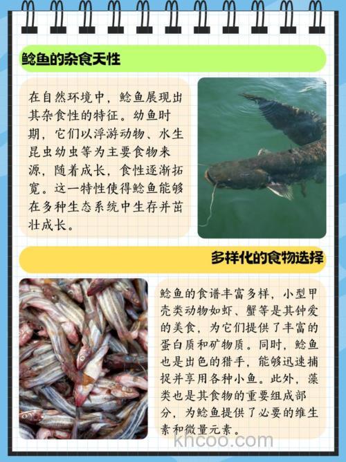 鲶鱼喜欢吃什么饵