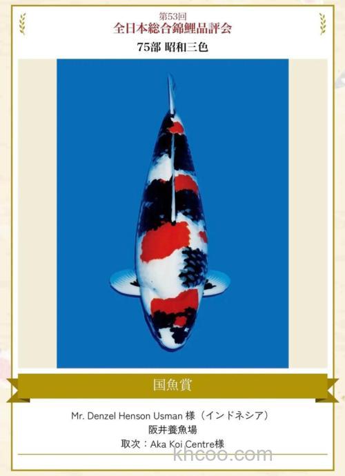 三色鲤怎么配制？