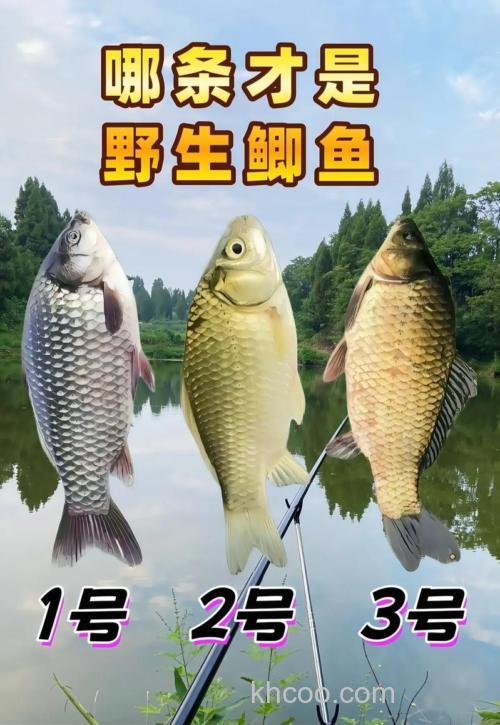 地瓜鲫鱼1号和吸引力1号好用吗