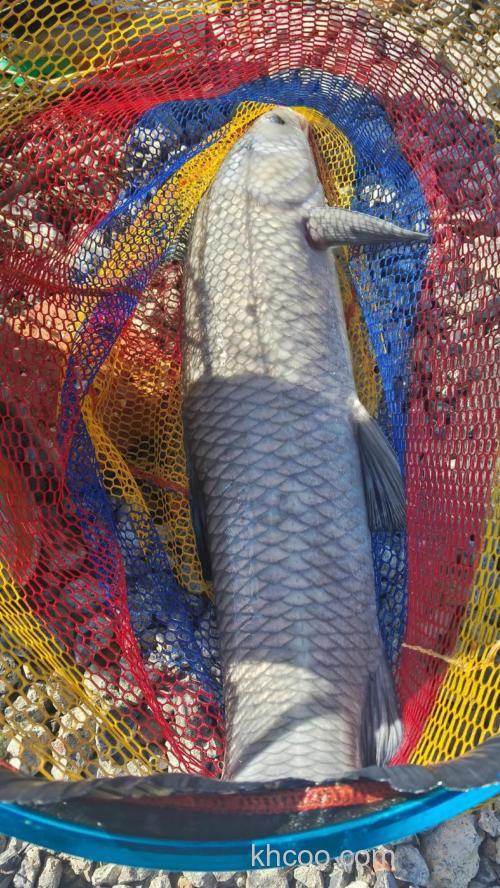 春季台钓大青鱼的三个必备