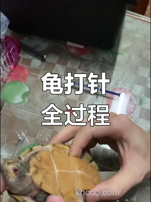怎样给龟打针吃药？