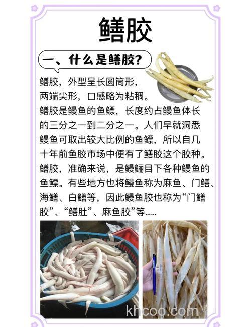 海钓鳗鱼鳔的实用技巧、钓点、装备与钓法大揭秘！