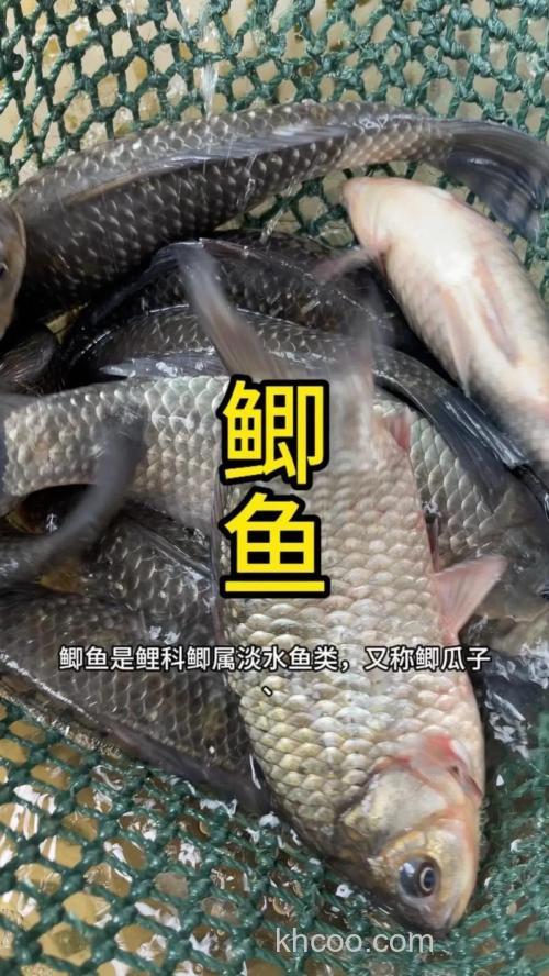 鲫鱼吃米吗？