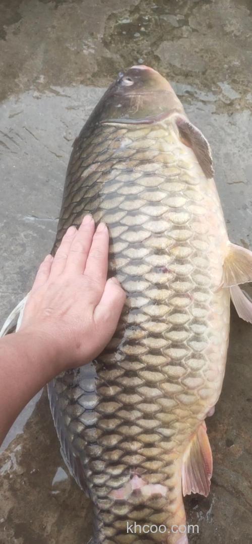 鲤鱼可以长多大？