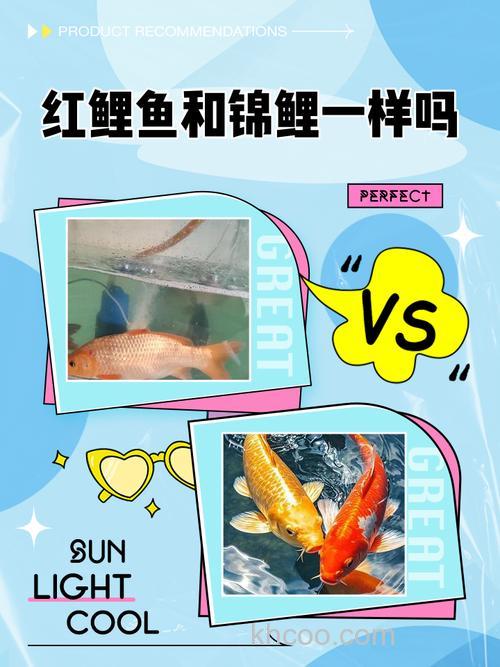鲤鱼和锦鲤的区别是什么，能养在一起吗